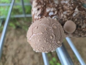 [숲그린]GAP인증생표고버섯 1kg