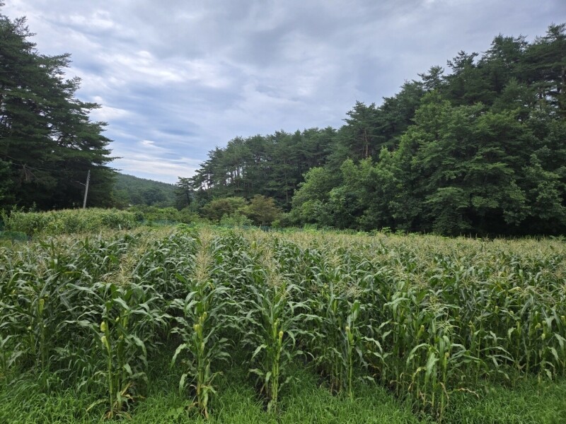 인더숲,원목표고버섯,생표고버섯,참나무표고버섯,양양표고버섯,버섯,표고버섯,유기농,건표고버섯,건표고버섯 세트, 버섯세트, 양양버섯