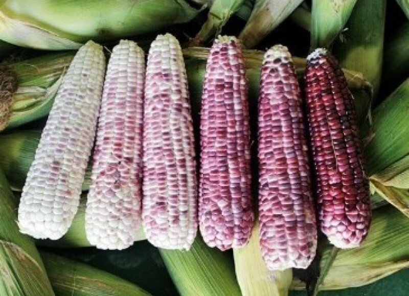 인더숲,원목표고버섯,생표고버섯,참나무표고버섯,양양표고버섯,버섯,표고버섯,유기농,건표고버섯,건표고버섯 세트, 버섯세트, 양양버섯